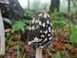 Harkálytintagomba (Coprinopsis picacea), Pilis